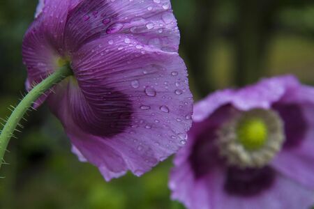 Abstract Purple Poppys with raindropsの写真素材