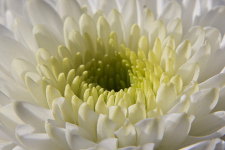 Macro photo of a white flower の写真素材