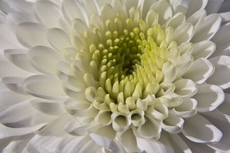 Macro photo of a pretty white flower.の写真素材
