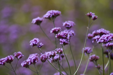 a macro photo of small purple flowers の写真素材