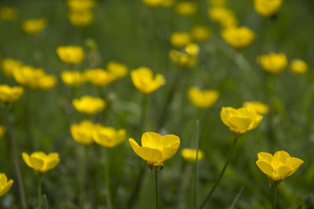 pretty field of yellow buttercup flowers