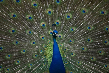 A photo of a pretty peacock の写真素材