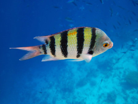 Sergeant Major Fish in Egypt