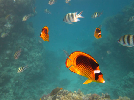 Yellow and Black Butterfly Fish and Sergeant Major Fishの写真素材