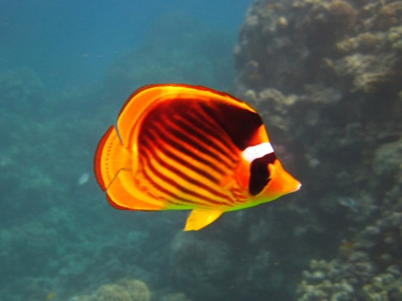 Yellow and Black Butterfly Fishの写真素材