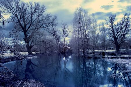 Infrared lake with swans and trees in a park in blue and white の写真素材