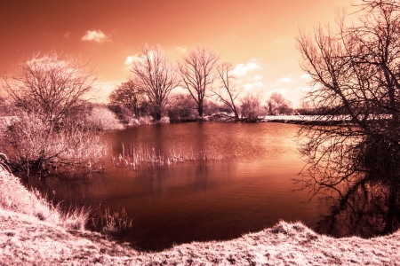 Infrared landscape photo of trees a lake and trees in red   orangeの写真素材