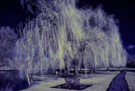 Infrared landscape photo of a river bench and trees in blue and white の写真素材