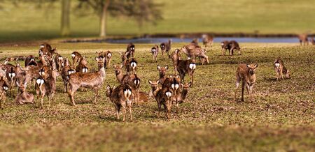 heard of deerの写真素材