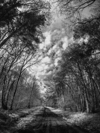 Path through the woods infrared photo の写真素材