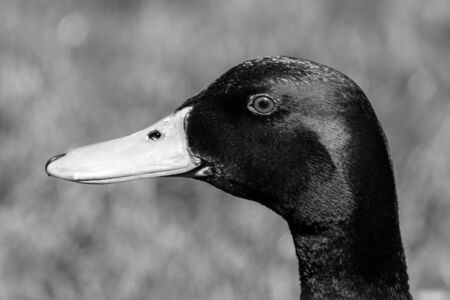 Black and White Photo of a Duck - close up portraitの写真素材