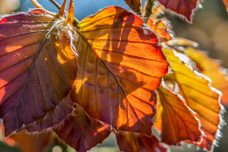 Macro leaves on a tree photography