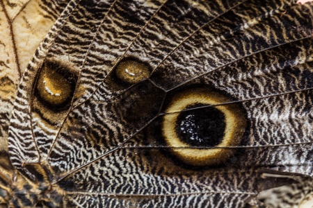 Macro Butterfly Wing Pattern - Abstract Photographyの写真素材