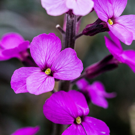 Macro pink flowers photo