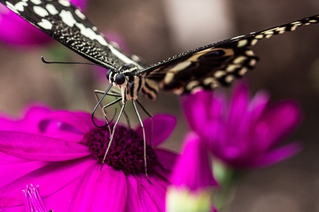 Macro Black Butterfly on Pink Flowers Photographyの写真素材