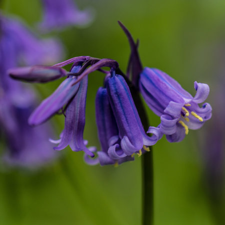 Macro photo of a bluebell - square picture - nature photography