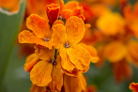 Macro photo of orange and yellow flowers  - nature photographyの写真素材