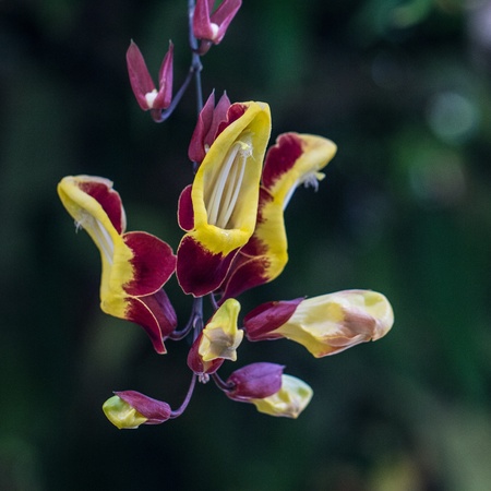 Red ad yellow flowers on a vine plant - nature photographyの写真素材