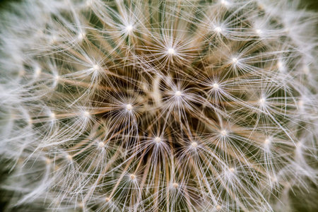 Macro close up of a dandelion flowers head