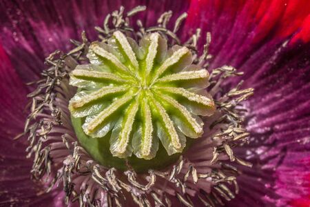 Inside a Poppy Flower  - macro of a purple and pink poppy flower の写真素材