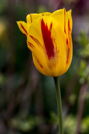 Photo of a yellow tulip flower - nature photographyの写真素材