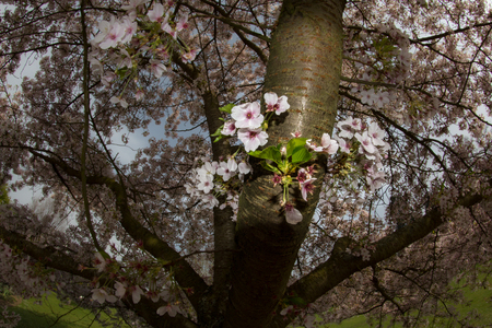Pretty pink blossom tree taken with a fisheye lens - nature photographyの写真素材