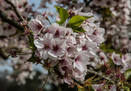 Pink Blossom Flowers - nature photographyの写真素材