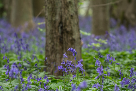 Bluebell woods photography taken in Waresley Woods Cambridgeshireの写真素材