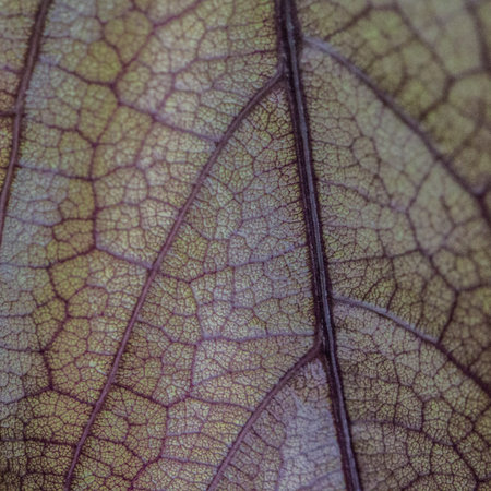 Macro photo of a leaf