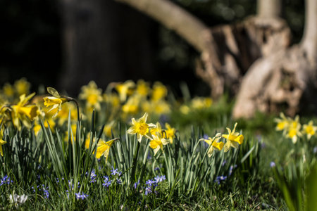 Pretty landscape photo with daffodil flowers 