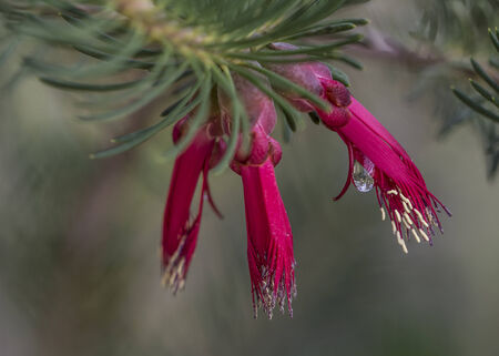 Macro photo of a waterdrop on a red flower - nature photographyの写真素材