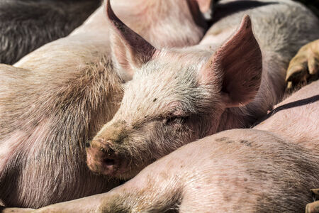 Close up photo of little pink pigs (piglets)の写真素材
