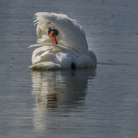 Photo of a swan on a lake with its reflection in the water. - Nature Photographyの写真素材