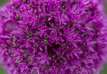 Macro photography of a purple onion flower.