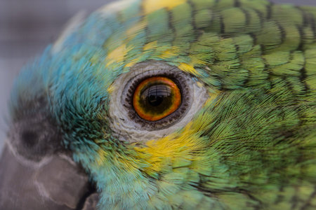 Macro photo of a green parrots eye - bird  photography