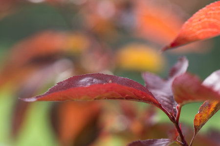Pretty photo of read leaves in the autumn - nature photographyの写真素材
