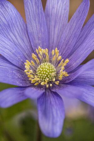 Macro photo of a Purple Asters Flower - nature photographyの写真素材
