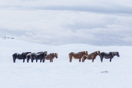 Photo of the horses at Reykjanes Peninsula, Iceland. The landscape is covered in snow. Photo taken in Iceland in December 2014Iの写真素材