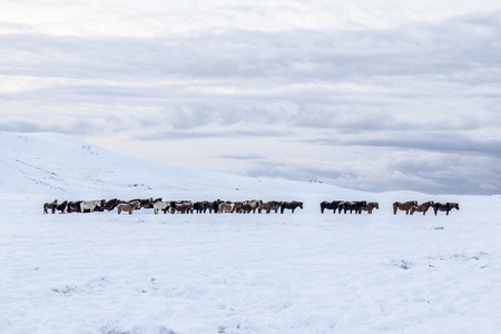 Photo of the horses at Reykjanes Peninsula, Iceland. The landscape is covered in snow.の写真素材