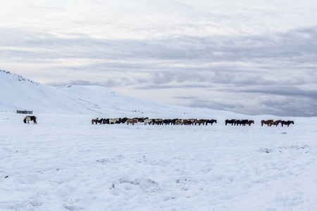Photo of the horses at Reykjanes Peninsula, Iceland.の写真素材
