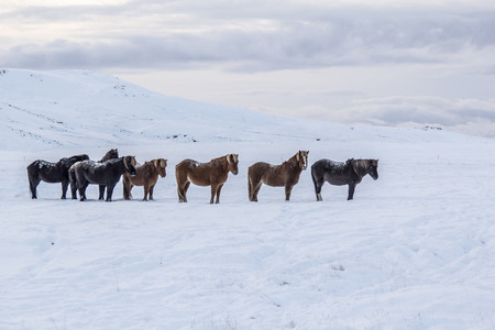 Photo of the horses at Reykjanes Peninsula, Iceland. The landscape is covered in snow. Photo taken in Icelandの写真素材