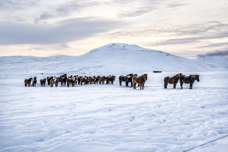 Photo of the horses at Reykjanes Peninsula, Iceland. Mountains in the background and snow on the ground.の写真素材