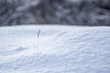 Photo of a blade of grass in the snow. Photo taken in Iceland in December 2014の写真素材