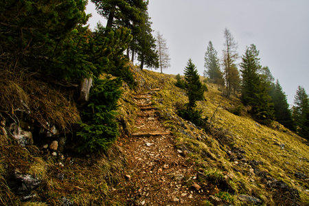Forest landscape around the Achensee in Austria