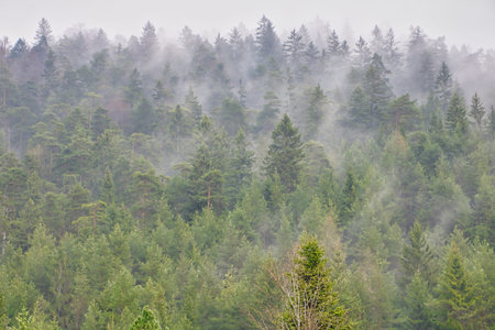 Fog between trees in the forest
