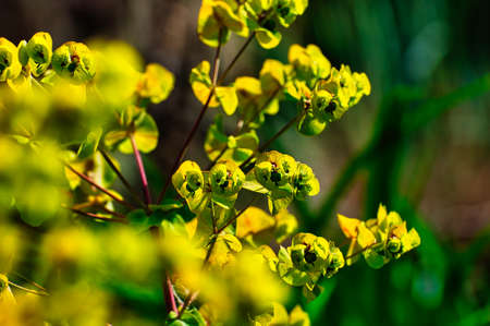 Yellow flower with green leavesの写真素材