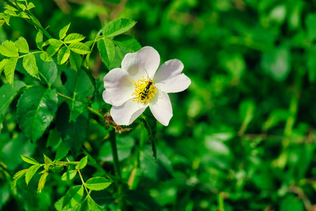 White flower with green leavesの写真素材