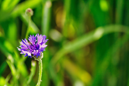 Lilac flower with green leaves in a meadow