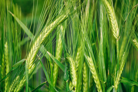 Close up of green rye