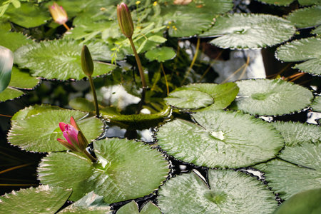Pink flower with green leaves